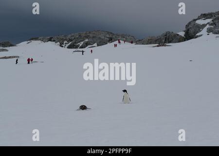 Turisti che visitano una colonia di pinguini Gentoo sull'Isola di Petermann - Antartide Foto Stock