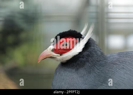 Fagiano dalle orecchie blu (Crossoptilon auritum) primo piano ritratto Foto Stock