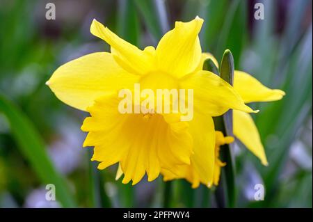 Daffodil in fiore. Primo piano della testa di un daffodil. Macro fotografia di un fiore giallo a Beckenham, Kent, Regno Unito. Foto Stock
