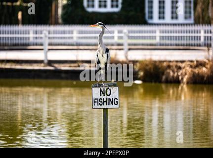 Brentwood, Regno Unito. 18th Mar, 2023. Brentwood Essex 18th marzo 2023 UK Weather, Overcast primavera pomeriggio con un airone grigio (Ardea cinerea) su un segno 'No Fishing' Shenfield Common, Brentwood Essex UK Credit: Ian Davidson/Alamy Live News Foto Stock