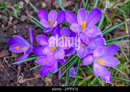 Croci in fiore. Primo piano della testa di diversi cocchi o croci. Macro fotografia di fiori viola a Beckenham, Kent, Regno Unito. Foto Stock