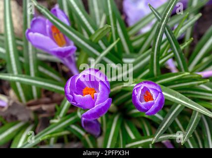 Croci in fiore. Primo piano della testa di diversi cocchi o croci. Macro fotografia di fiori viola a Beckenham, Kent, Regno Unito. Foto Stock