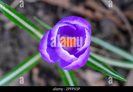 Crocus in fiore. Primo piano della testa di un cocco. Macro fotografia di un fiore viola a Beckenham, Kent, Regno Unito. Foto Stock