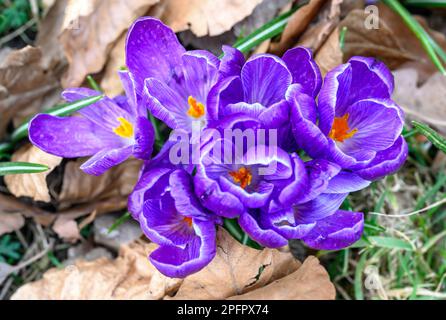 Croci in fiore. Primo piano della testa di diversi cocchi o croci. Macro fotografia di fiori viola a Beckenham, Kent, Regno Unito. Foto Stock