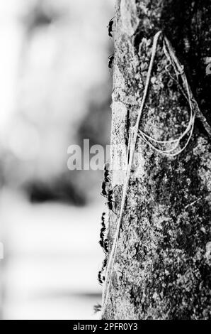 Primo piano di un sentiero di formiche che salgono sul tronco di un albero Foto Stock