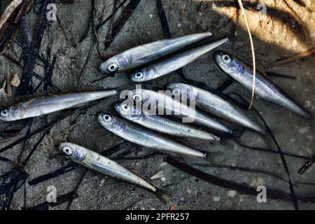 Una laguna secca (lago) e un sacco di piccoli pesci morti, siccità estiva, inquinamento idrico ulteriormente. Smelt di sabbia (Atherina boyeri) Foto Stock