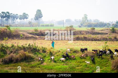 Capre che pascolano su erba in un campo. Villaggio indiano rurale Vista del paesaggio. Fotografia da lontano. Foto Stock