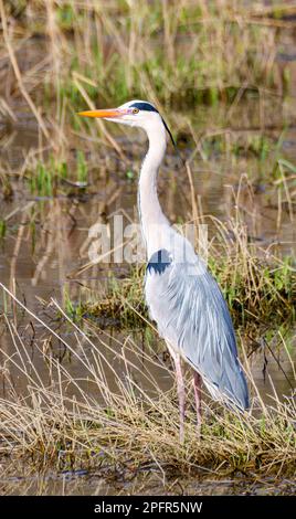 un airone grigio è lookinge per il cibo su un campo Foto Stock