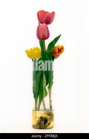 Tulipani arancioni rossi tagliati di recente in un vaso di vetro trasparente riempito d'acqua con il bulbo isolato su bianco con le luci che si affievolono rapidamente sul bianco. Foto Stock