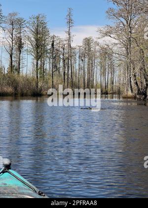 Kayak con gli alligatori presso l'Okefenokee National Wildlife Refuge, sede della più grande palude di blackwater del Nord America. Foto Stock