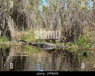 Alligatori che riposano lungo la costa presso l'Okefenokee National Wildlife Refuge, il più grande habitat delle paludi del Nord America. Foto Stock