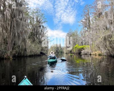 Una coppia anziana attiva pagaia all'Okefenokee National Wildlife Refuge, la più grande palude del Nord America di blackwater, che ospita migliaia di alligatori. Foto Stock