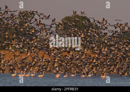 Demoiselle Crane (Antropoides virgo) decollo con fenicotteri in primo piano Foto Stock