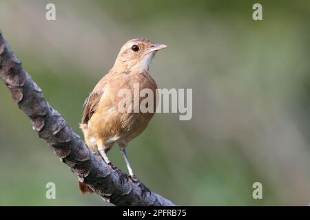 Rufous Hornero (Furnarius rufus), isolato, arroccato su un ramo Foto Stock