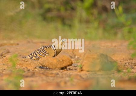 Sandgrouse verniciato (Pterocles indicus) maschio al suolo Foto Stock