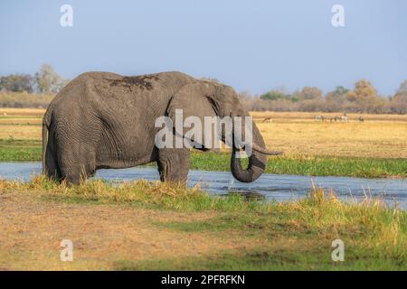 lone elefante bull, Loxodonta africana, si trova in acqua potabile fiume. Delta dell'Okavango, Botswana, Africa Foto Stock