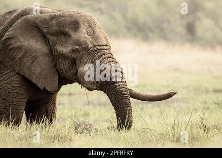 lone elefante toro, Loxodonta africana, ritratto del suo 1 tusk, tronco e volto. Delta dell'Okavango, Botswana, Africa Foto Stock