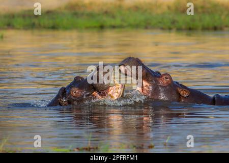 Due ippopotami (Hippopotamus amphibius) che combattono in un fiume. La bocca di ippopotamo apre il Delta dell'Okavango, Botswana, Africa Foto Stock