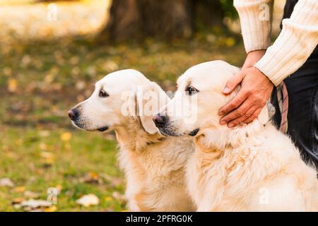 Un uomo di mezza età con i suoi due cani. Accarezza la testa del cane. Amicizia, amore e cura per gli animali domestici. Primo piano. Foto Stock