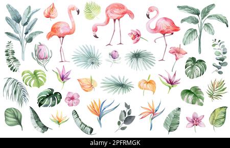 Set di illustrazioni floreali acquerello. Collezione di elementi floreali, verdi - per mazzi, corone, composizioni, inviti di nozze Foto Stock