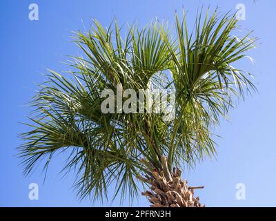 Un isolato albero di palma si erge alto contro un cielo blu luminoso nel South Carolina, USA, creando un contrasto stupefacente tra le sue fronde verdi e la clea Foto Stock