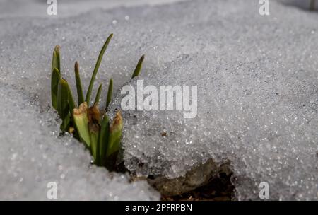 Il primo germoglio aspira al sole che si è rotto attraverso la neve che si scioglie - sfondo primaverile. Foto Stock