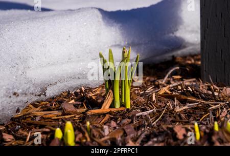 Il primo germoglio aspira al sole che si è rotto attraverso la neve che si scioglie - sfondo primaverile. Foto Stock