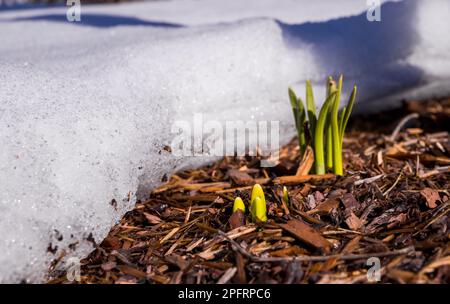 Il primo germoglio aspira al sole che si è rotto attraverso la neve che si scioglie - sfondo primaverile. Foto Stock