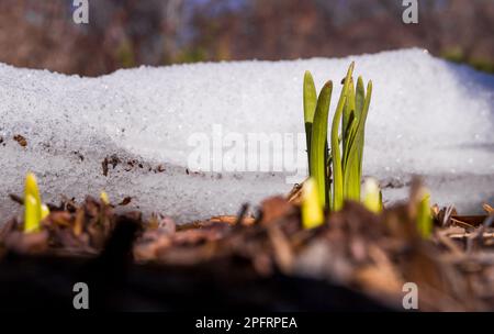 Il primo germoglio aspira al sole che si è rotto attraverso la neve che si scioglie - sfondo primaverile. Foto Stock