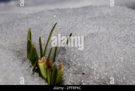 Il primo germoglio aspira al sole che si è rotto attraverso la neve che si scioglie - sfondo primaverile. Foto Stock