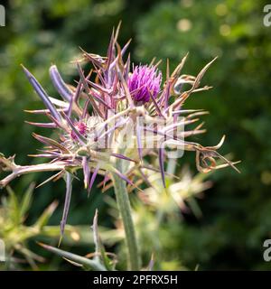 Thistle fiore in un prato vicino al mare. Flora di Israele. Flora del Mediterraneo. Telaio quadrato. Foto Stock