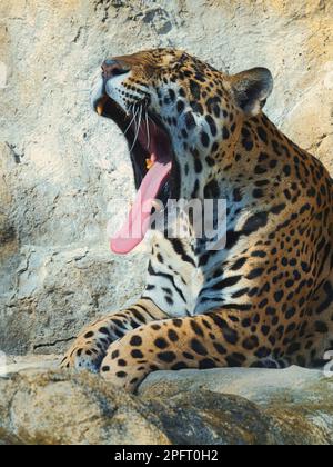 Jaguar che sbadiglia mentre riposa su una roccia alla luce calda del sole, mostrando bocca aperta, denti affilati e lingua Foto Stock