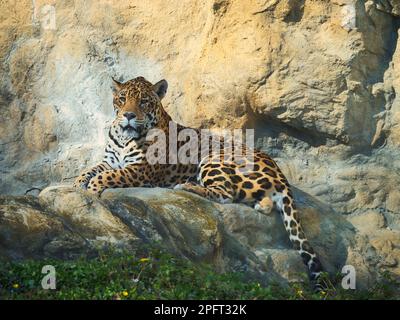Jaguar che riposa su una sporgenza rocciosa alla luce calda del sole e guarda verso la fotocamera, mostrando il suo mantello maculato e la lunga coda Foto Stock