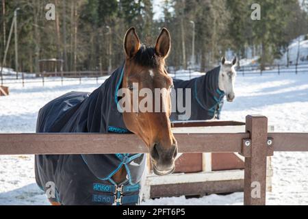 Coperta che indossa cavalli in corallo innevato o paddock nel distretto Ruskeasuo di Helsinki, Finlandia Foto Stock