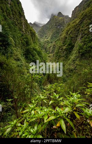 Montagne boscose e anfratti, Levada do Caldeirao Verde, Parque Florestal das Queimadas, Madeira, Portogallo Foto Stock