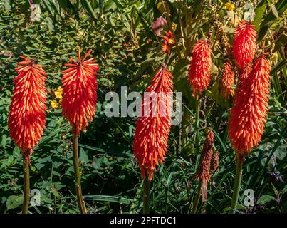 Kniphofia, chiamato anche tritoma, red hot poker, torcia lily, knofflers o impianto di poker Foto Stock