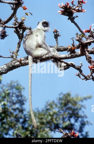 Langur grigio o Languar comune (Semnopithecus entellus) nel Parco Nazionale di Muduralai, Tamil Nadu, India, Asia Foto Stock