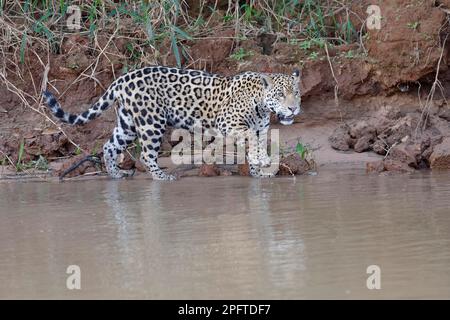 Giovane giaguaro (Panthera onca) camminando lungo la riva del fiume e entrando in acqua, il fiume Cuiaba, Pantanal, Mato Grosso, Brasile Foto Stock