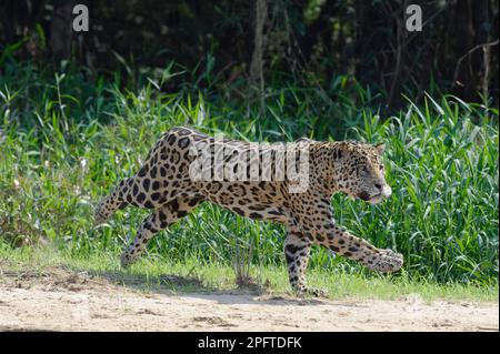 giaguaro maschio (Panthera onca), corsa e caccia, fiume Cuiaba, Pantanal, Mato Grosso, Brasile Foto Stock