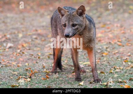 Volpe da granchio (Cerdocyon thous), Pantanal, Mato Grosso, Brasile Foto Stock