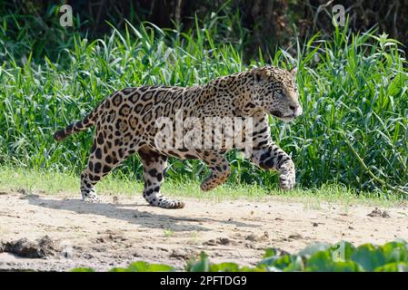 giaguaro maschio (Panthera onca), corsa e caccia, fiume Cuiaba, Pantanal, Mato Grosso, Brasile Foto Stock