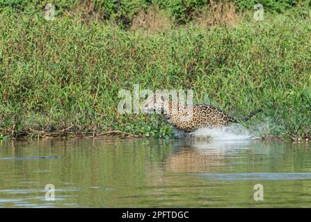 giaguaro maschio (Panthera onca), corsa e caccia, fiume Cuiaba, Pantanal, Mato Grosso, Brasile Foto Stock