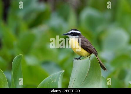 Grande kiskadee (Pitangus sulfuratus) seduto sulle foglie, Pantanal, Mato Grosso, Brasile Foto Stock