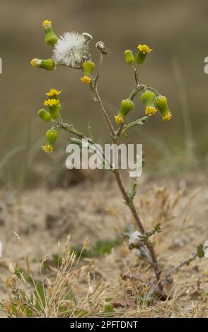 Groundsel (Senecio vulgaris), ragwort comune, ragwort comune (Compositae), Groundsel in fiore e frutta, Inghilterra, Regno Unito Foto Stock