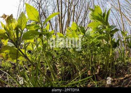 Il Mercurio di cane (Mercurialis perennis) fiorente, cresce in boschi, Kent, Inghilterra, Regno Unito Foto Stock