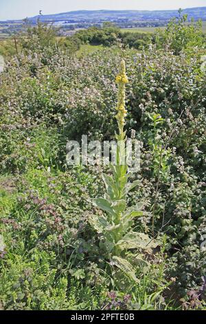 Grande Mullein (Verbascum thapsus) fioritura, che cresce su gesso downland, Arreton giù, Arreton, Isola di Wight, Inghilterra, Regno Unito Foto Stock