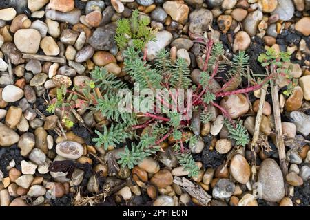 Portland sprurge (Euphorbia portlandica) fioritura, crescendo su spiaggia di ghiaia, Ringstead, Dorset, Inghilterra, Regno Unito Foto Stock