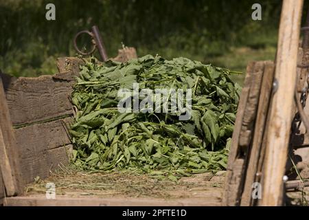 Ortica pungente (Urtica dioica) raccolta foglie e steli, in vagoni di legno, vicino Cris, Transilvania, Romania Foto Stock
