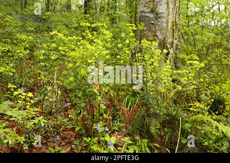 Spurge di legno (Euphorbia amygdaloides), Spurge di mandorle, fiore di Spurge di legno, crescere in legno, boschi di Parkmill, Gower Peninsula, Glamorgan, Galles Foto Stock