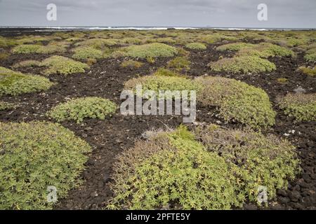 Abitudine di balsamo spurge (Euphorbia balsamifera) colonizzando il recente flusso di lava sulla costa, Malpais de la Corona, Lanzarote, Isole Canarie Foto Stock